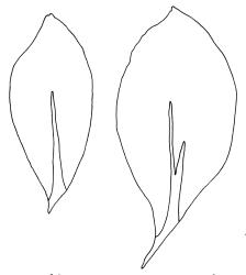 Epipterygium opararense, leaves. Drawn from holotype, A.J. Fife 7047, CHR 405896.
 Image: P.A.  Brooke © Landcare Research 1990 CC BY 4.0